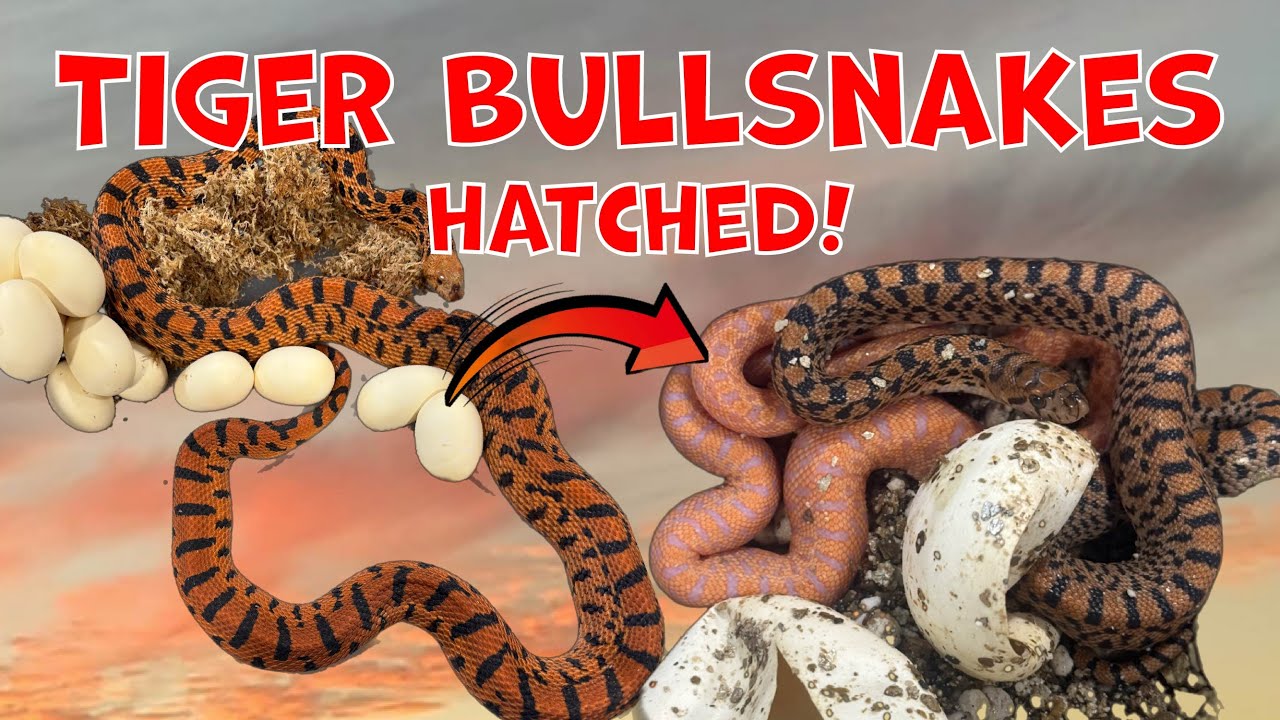 Hatching Tiger Bullsnakes! Is 