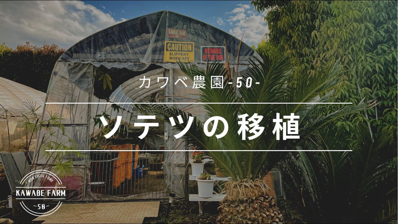 目指せドライガーデン〜ソテツ移植〜