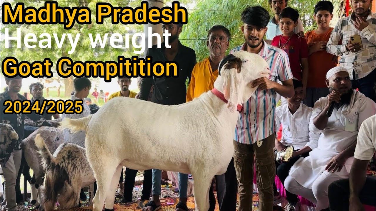 Madhya Pradesh heavy weight goat | weight gain competition | in Dewas 2024