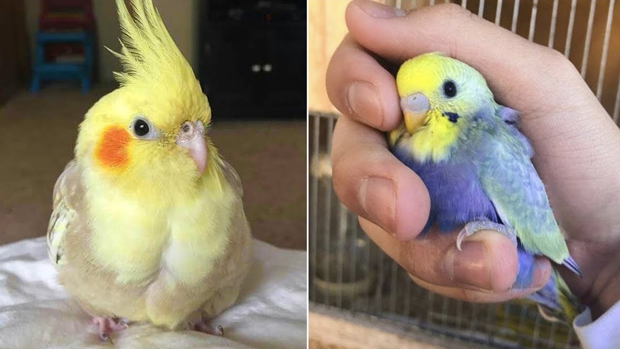 Smart And Funny Parrots Parrot Talking Videos Compilation (2024) - Cute Birds #47