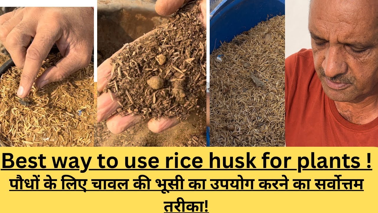पौधों के लिए चावल की भूसी का उपयोग करने का सबसे अच्छा तरीका | Best way to use rice husk for plants .