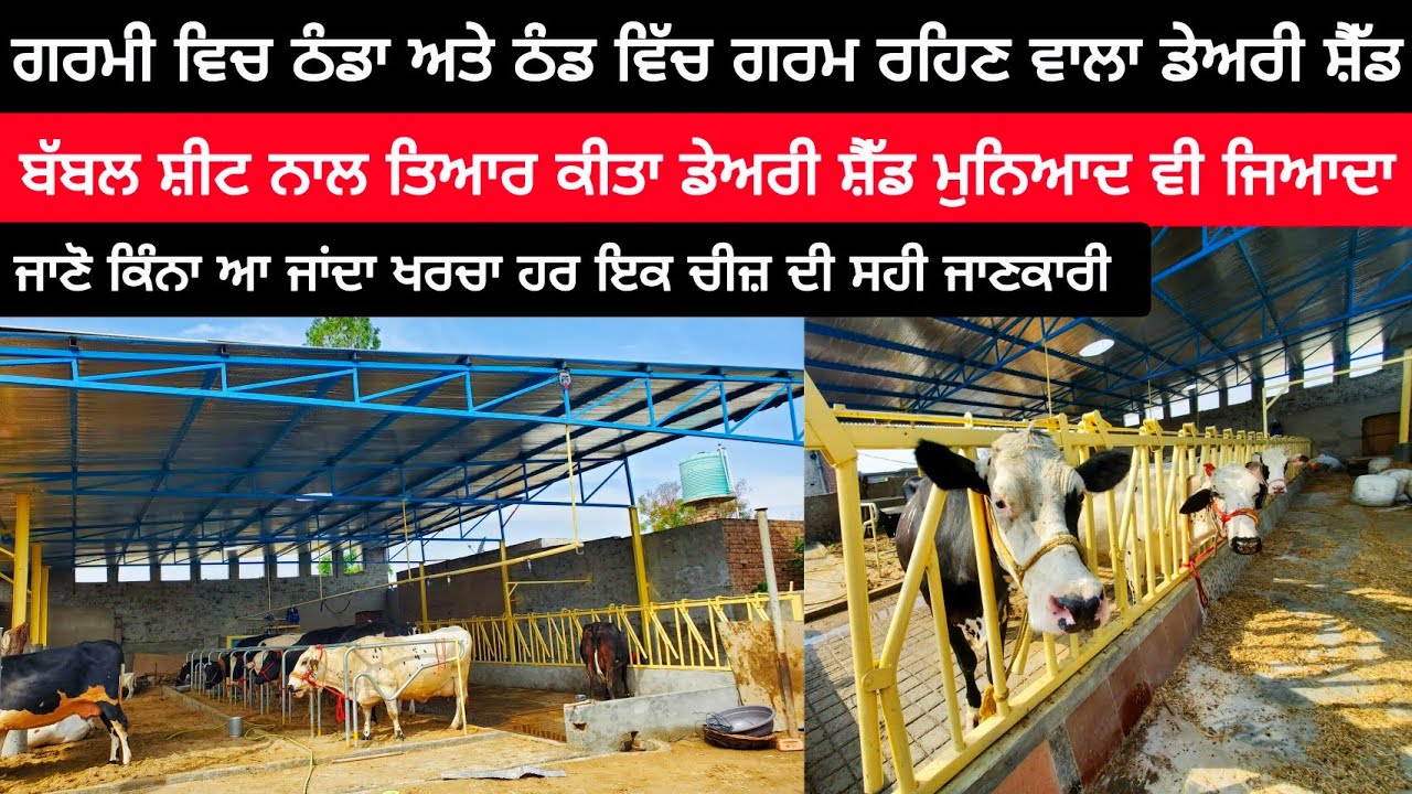 ਗਰਮੀ ਵਿਚ ਠੰਡਾ ਅਤੇ ਠੰਡ ਵਿੱਚ ਗਰਮ ਰਹਿਣ ਵਾਲਾ ਬੱਬਲ ਸ਼ੀਟ ਨਾਲ ਬਣਿਆ ਡੇਅਰੀ ਸ਼ੈੱਡ | DAIRY FARM SHED | COW SHED
