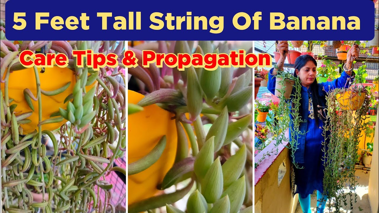 String Of Banana Care In Summer/How To Care String Of Banana / String Of Banana Care And Propagation