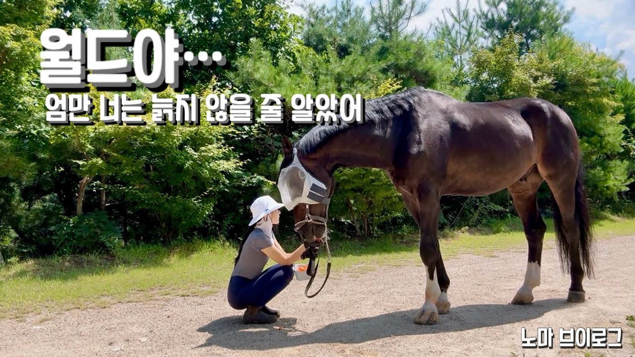 “월드야… 엄만 너는 늙지 않을 줄 알았어”｜22살 노령마와의 여름 산책 브이로그 🐴🌿
