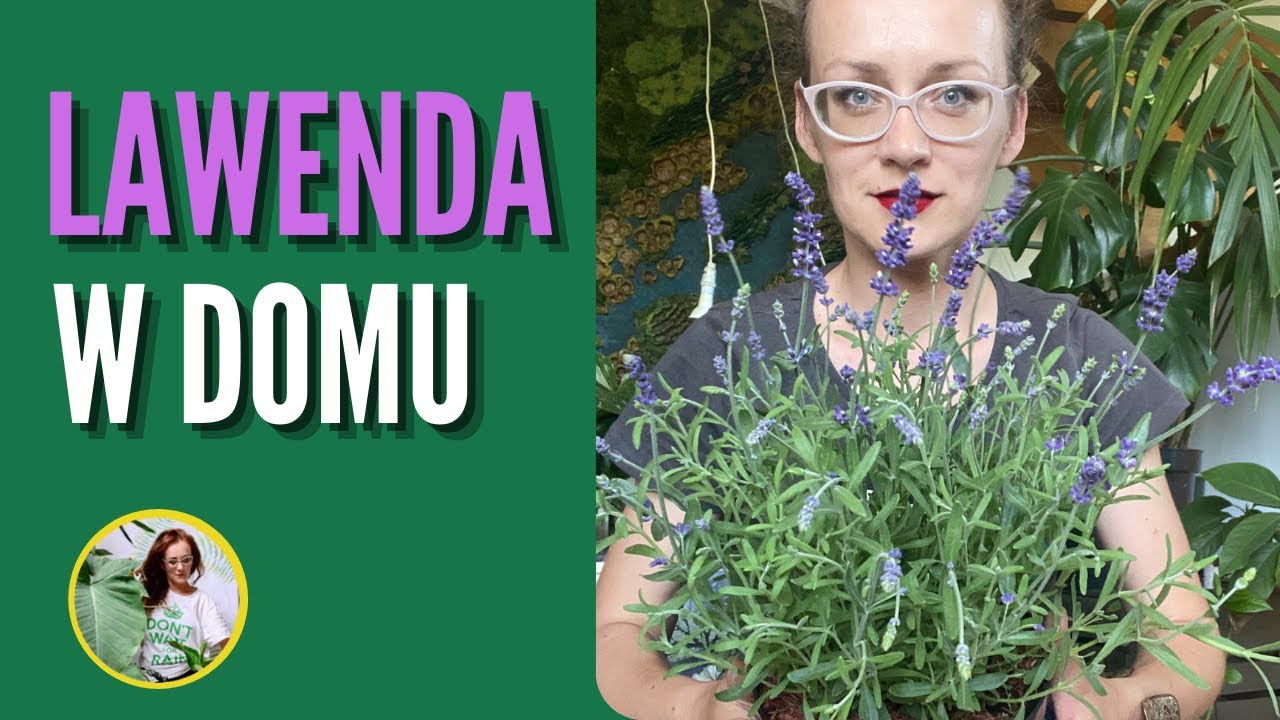 LAWENDA w domu. Jak uprawiać i pielęgnować lawendę w domu, mieszkaniu ?
