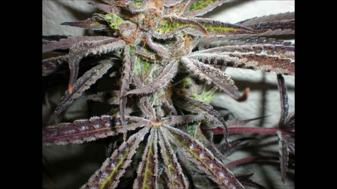 Querkle #2 Cutting time