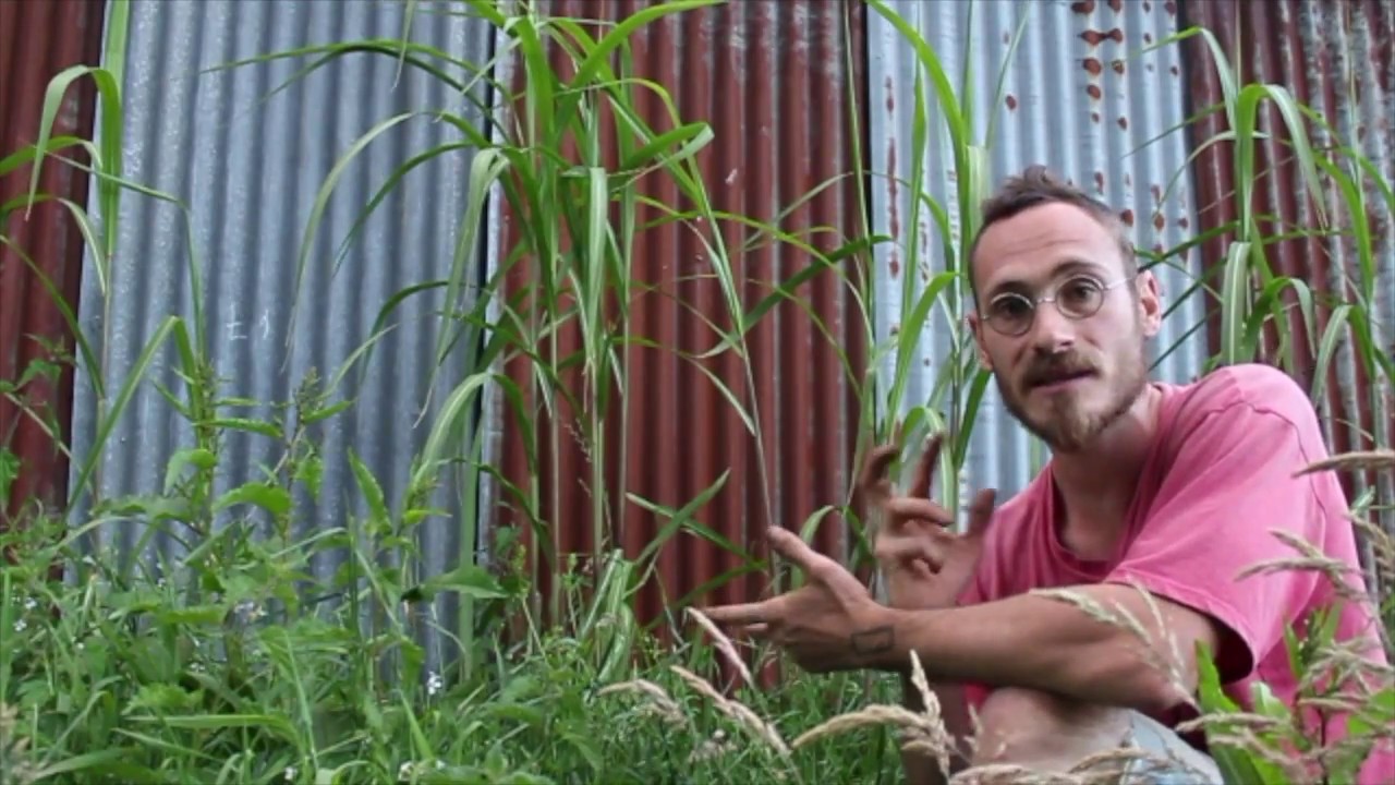 10 plantes pour le paillage en permaculture 07/10 : Le Miscanthus