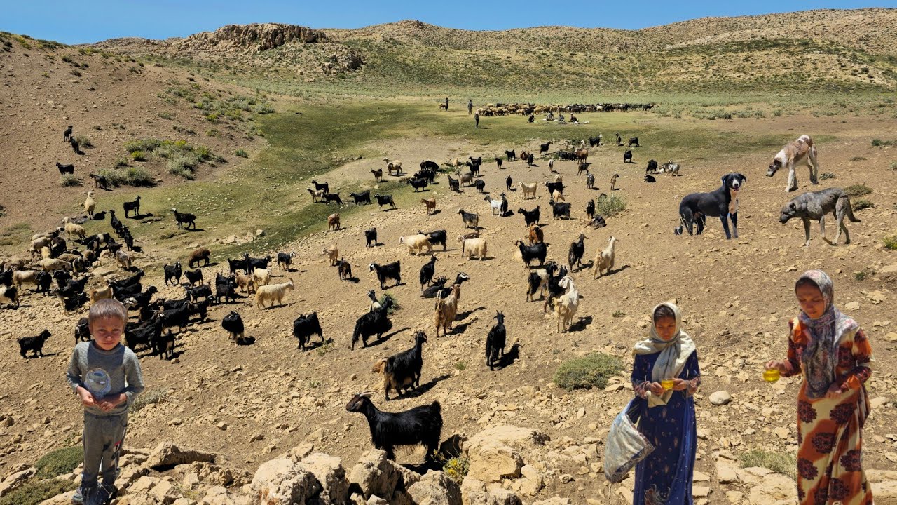 Nomadic Life: Nomadic Girls in the Zagros Highlands | Nomadic Herding in the Green Mountains 🌿🏞
