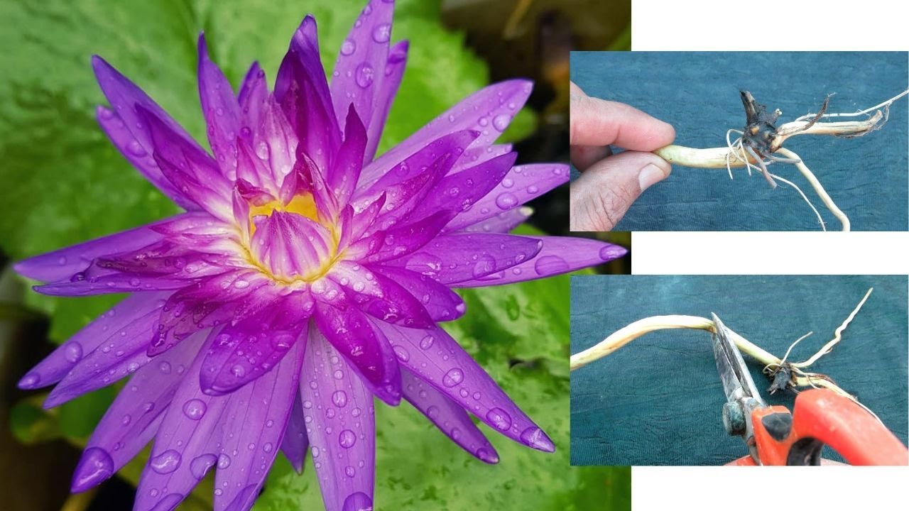 Water lily Propagation and  Re-potting Skills