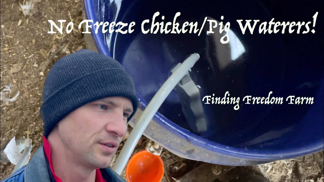No Freeze Chicken and Pig Waterers!