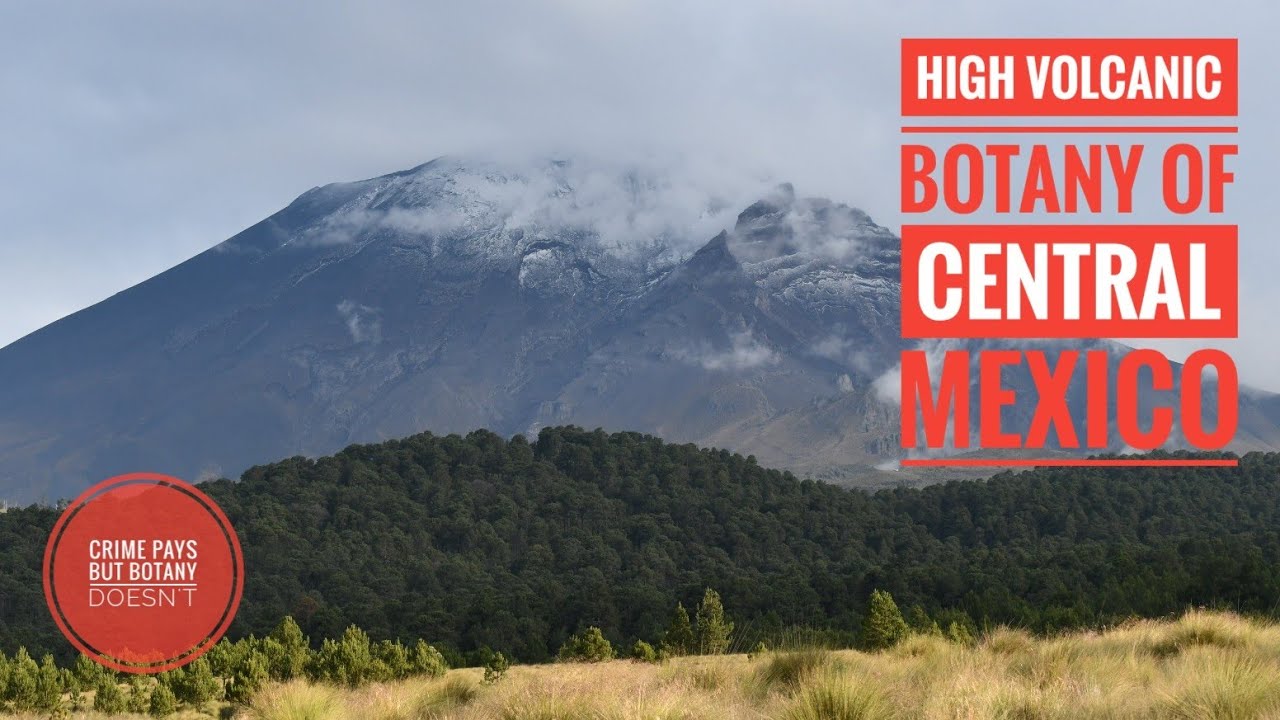 High Volcanic Botany of Central Mexico