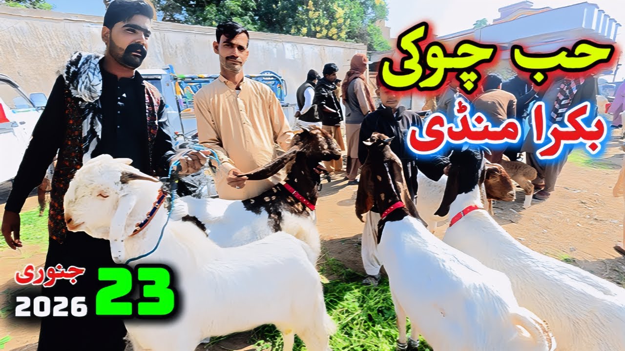 Hub Chowki Bakra Mandi Latest Update | Friday Bakra Mandi Latest Update Today | Bakra Mandi 2026