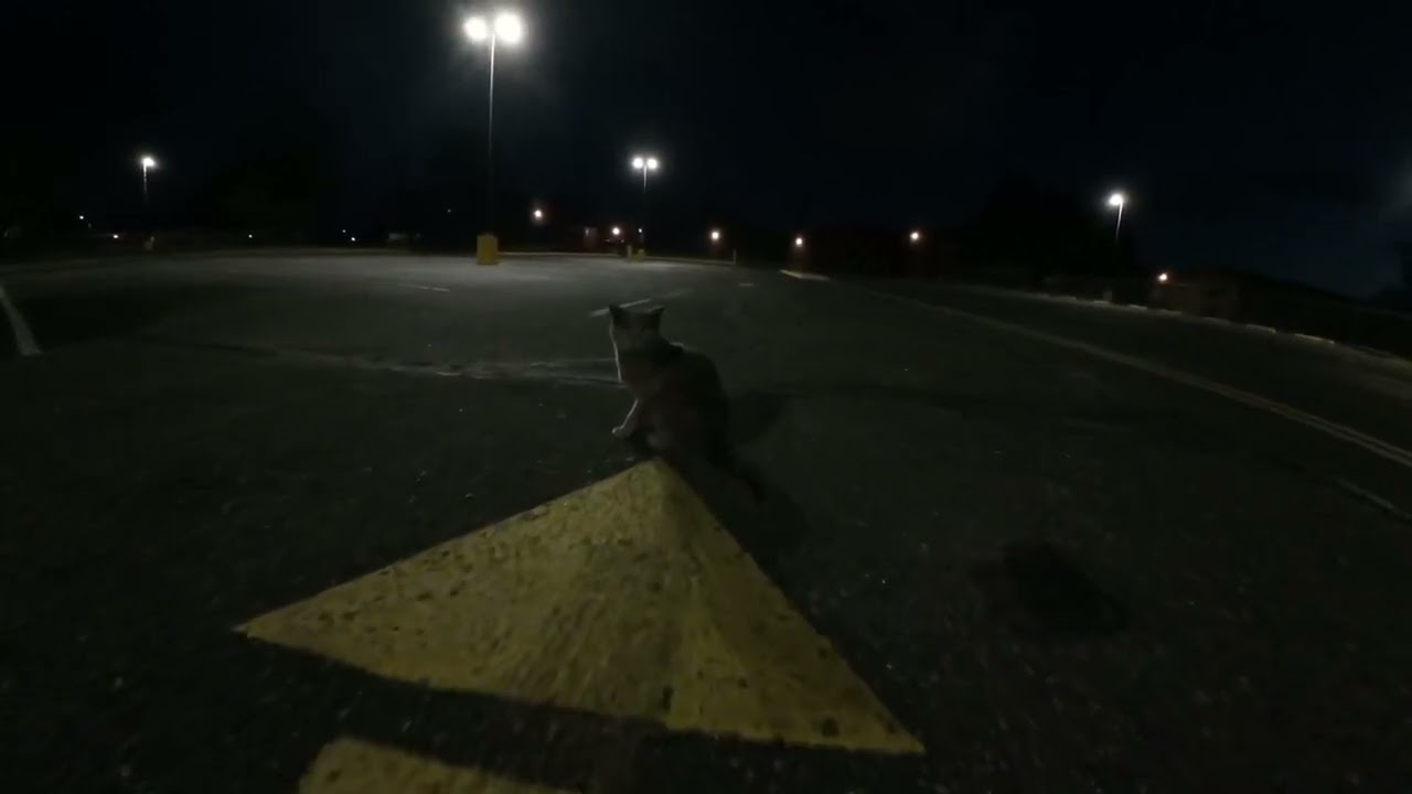 #djiavata #catvideos #catcuriosity making friends no mater the species