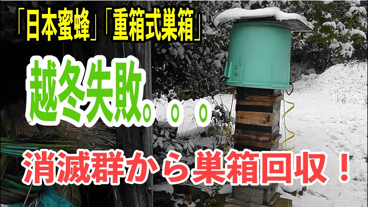 日本蜜蜂 重箱式巣箱｜消滅群から巣箱回収！　#日本ミツバチ #重箱式巣箱　#越冬