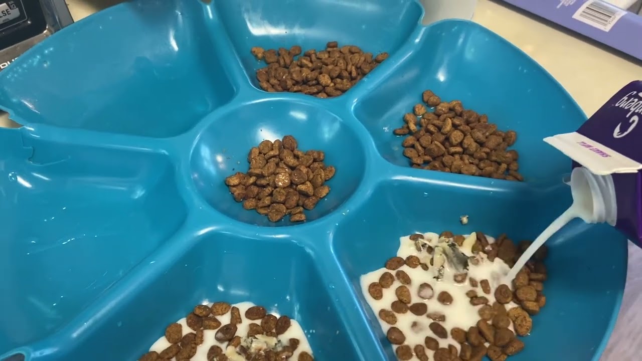 Feeding 5 week old puppies soaked kibble with sardines and goat’s milk