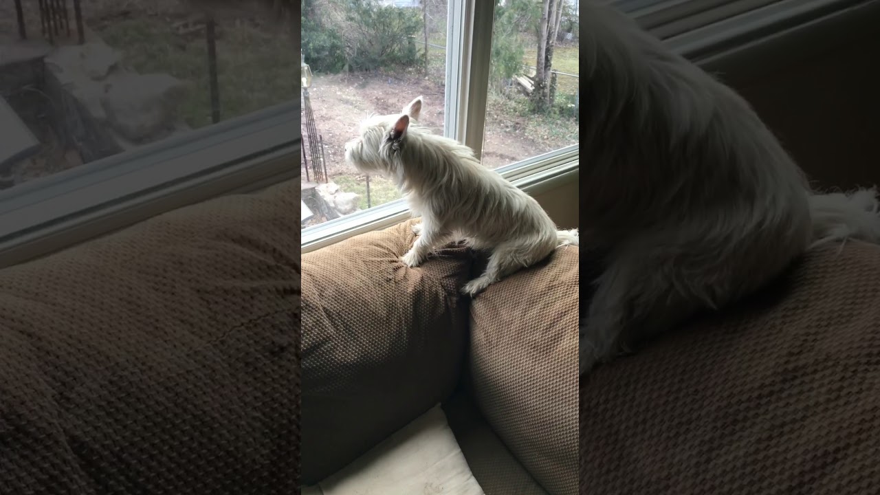 Westie Howling