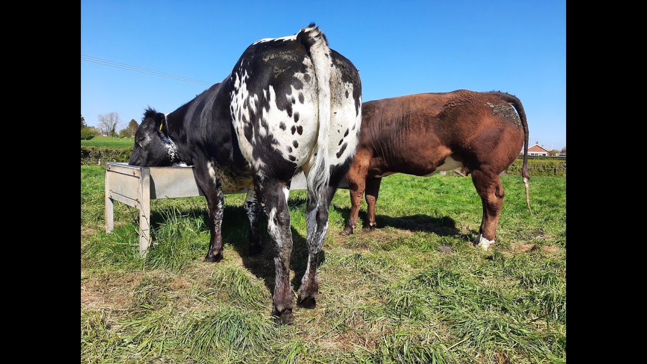 Heifers for calving 2022/23 or #calfspam season 2