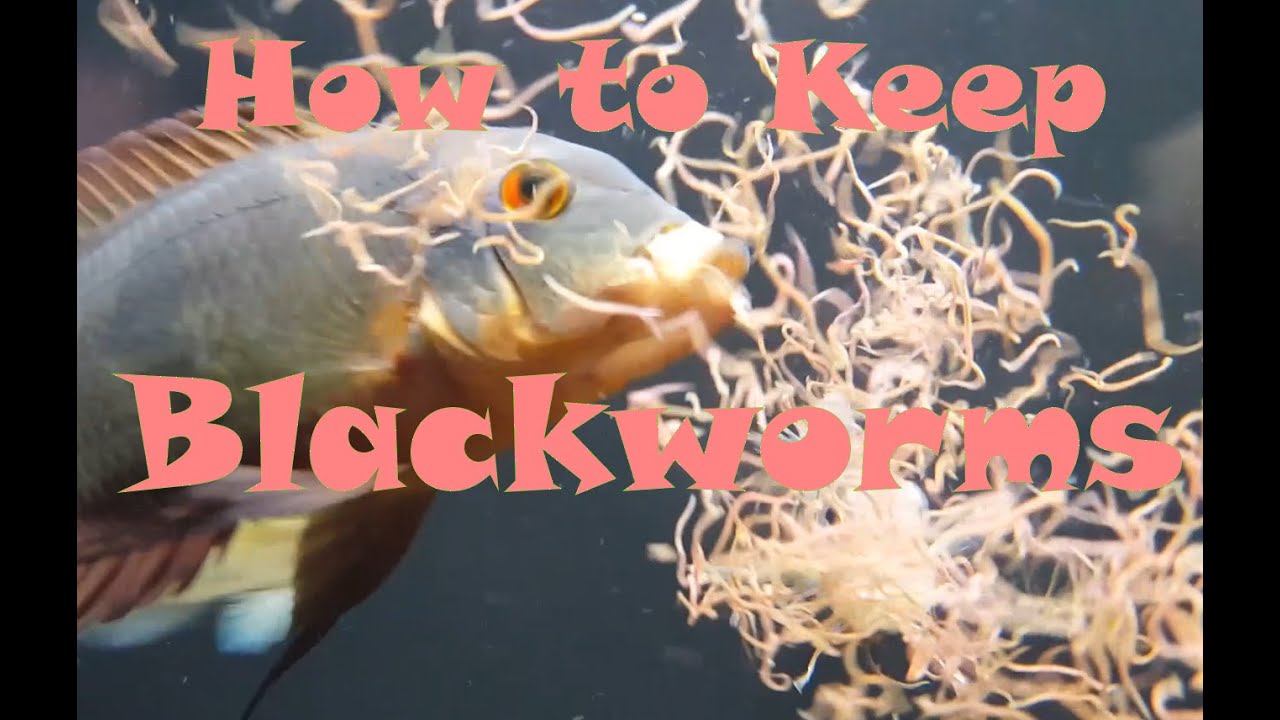 How to Keep Blackworms