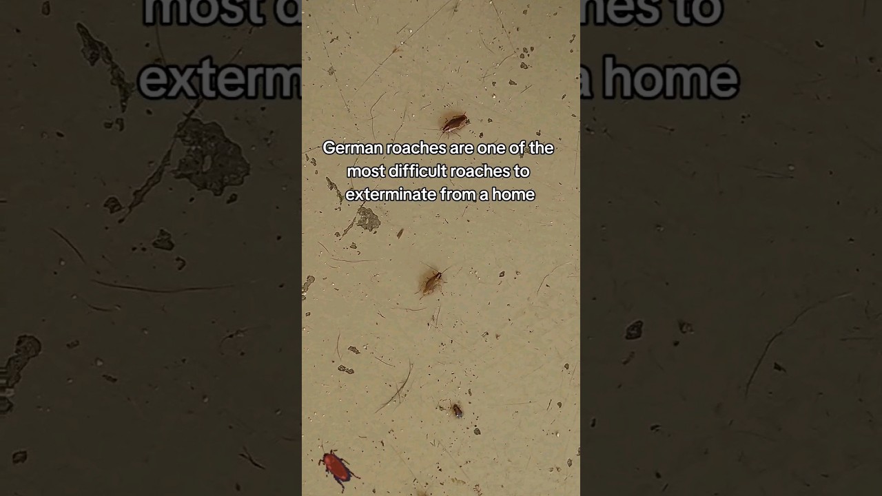 Немецкие тараканы в Америке!? #germancockroach #germanroach #cockroach #roaches #roachinfestation