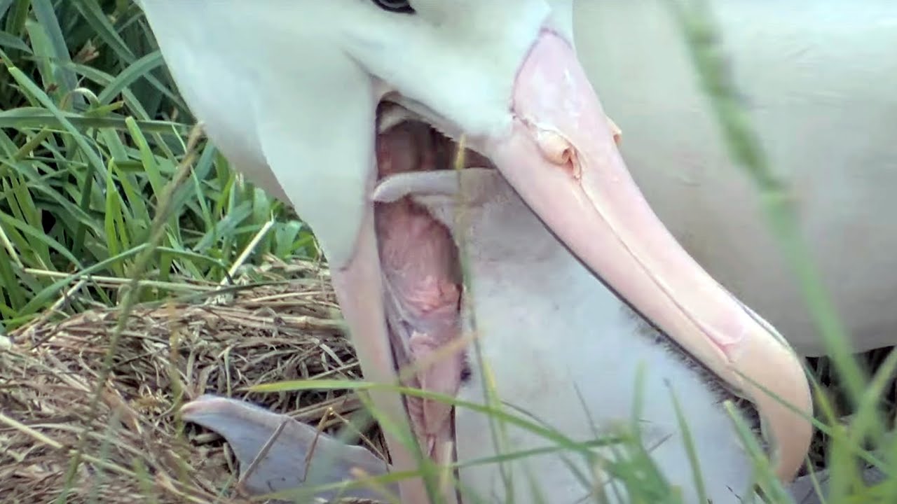 Open Wide! Watch Days-Old Royal Albatross Chick Get Served Dinner In New Zealand | DOC | Cornell Lab