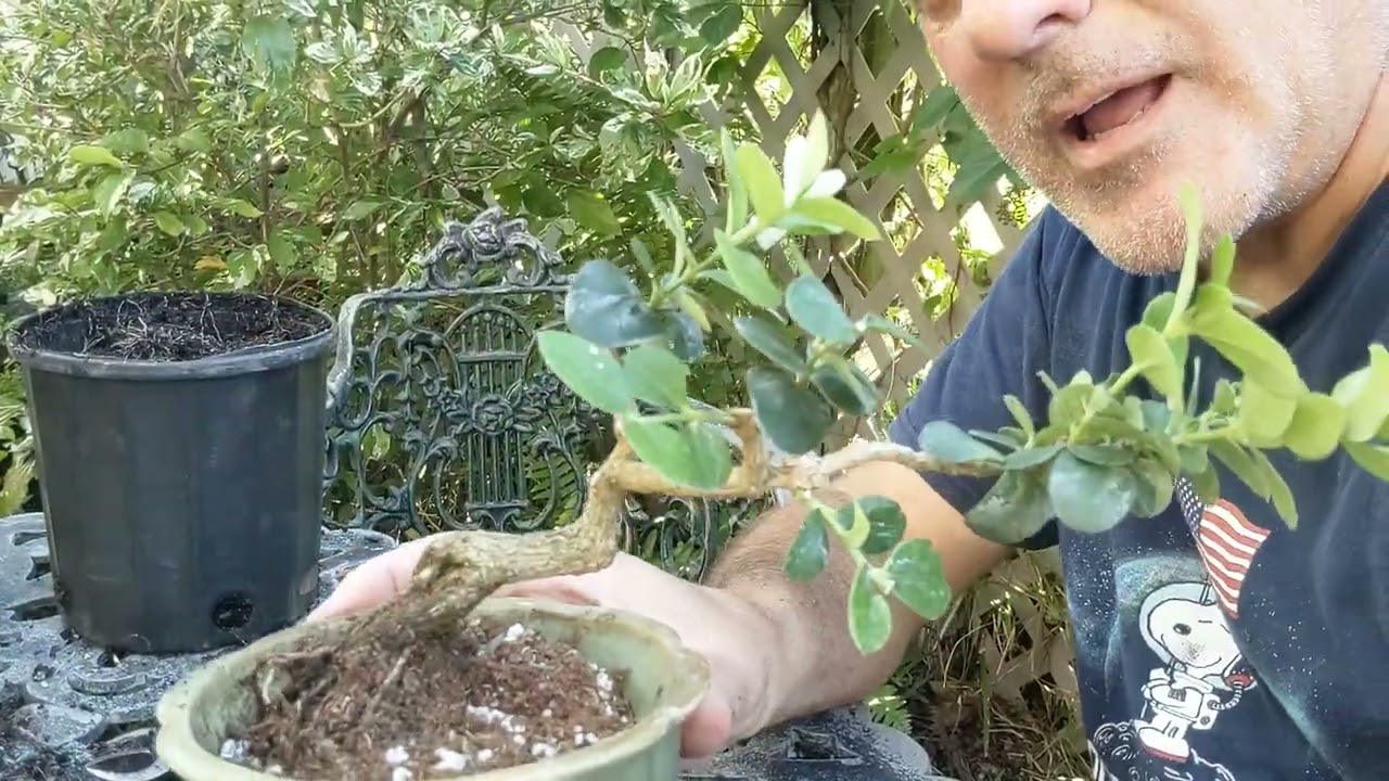 Bonsai from $5 Dwarf Natal Plum
