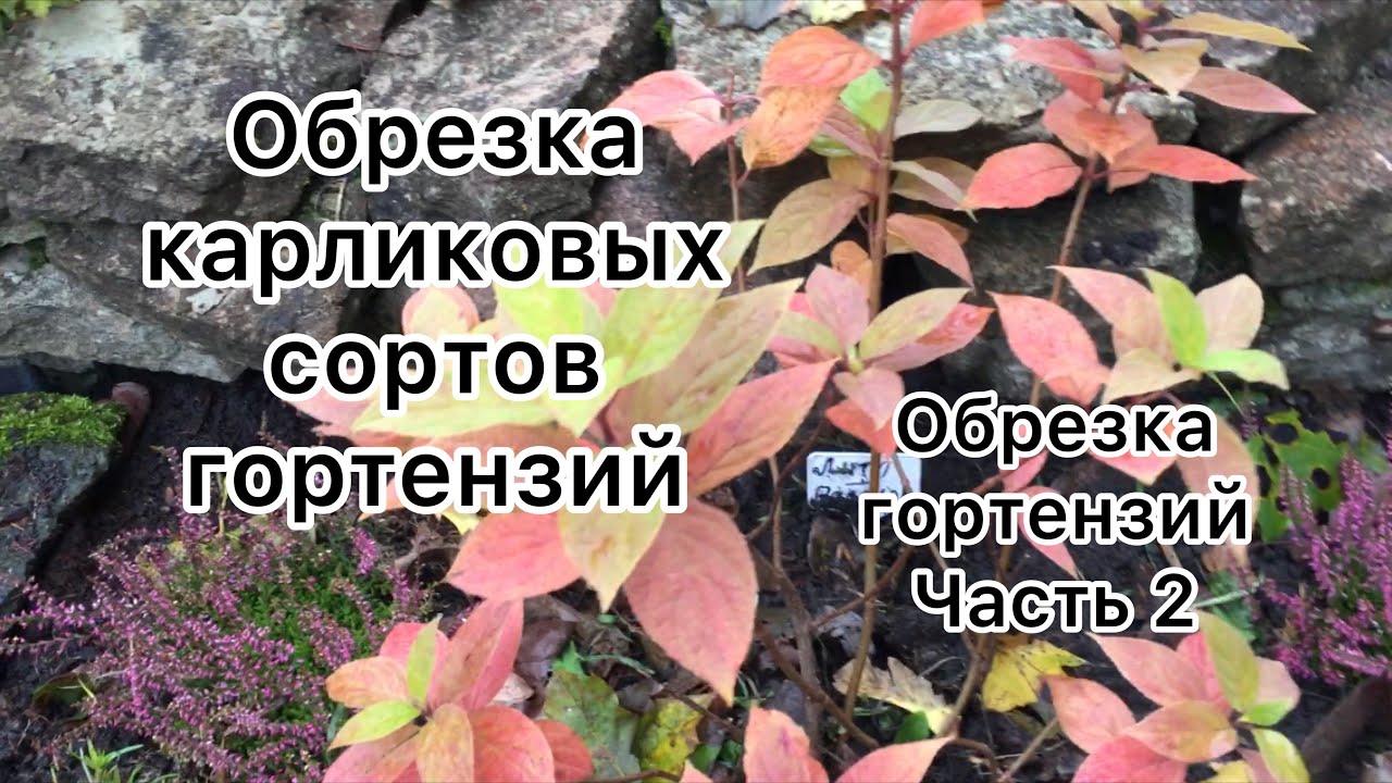 ЕЩЁ РАЗ ОБ ОБРЕЗКЕ ГОРТЕНЗИЙ. КАРЛИКОВЫЕ СОРТА