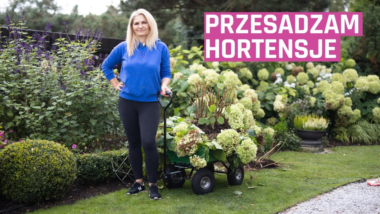 Przesadzam hortensje Annabelle. Jak przesadzić rośliny jesienią? Ogr&oacute;d dla początkujących