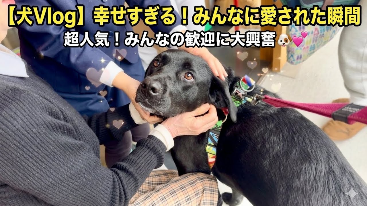 【犬Vlog】みんなに迎えられてすごく嬉しくなる犬＠ラブラドール@dog