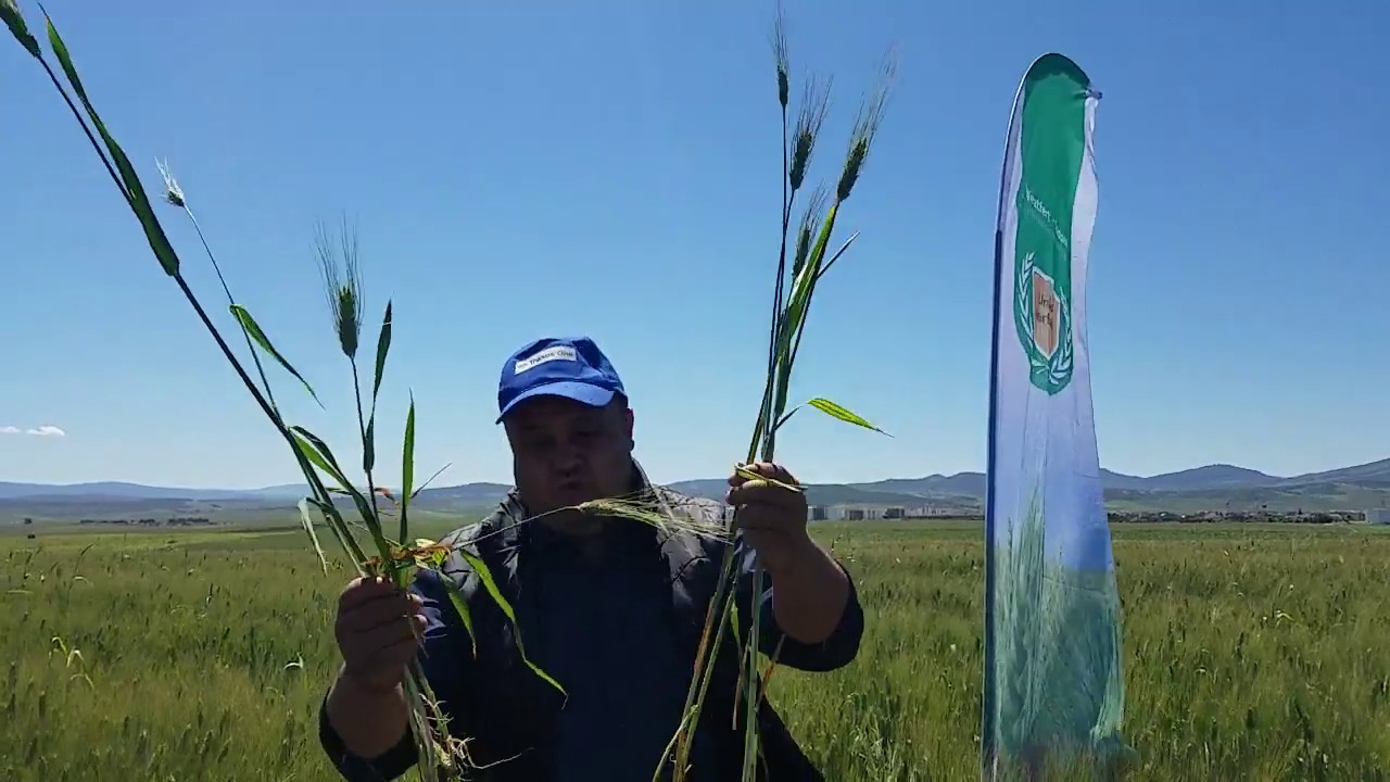Profert spa - Explication des différences entre une parcelle fertilisée au Weatfert...