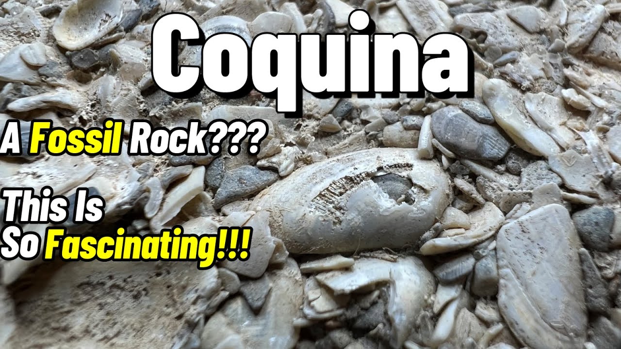 Coquina!!! A Fascinating Rock To Take A Closer Look At #coquina #fossils #teamrockit