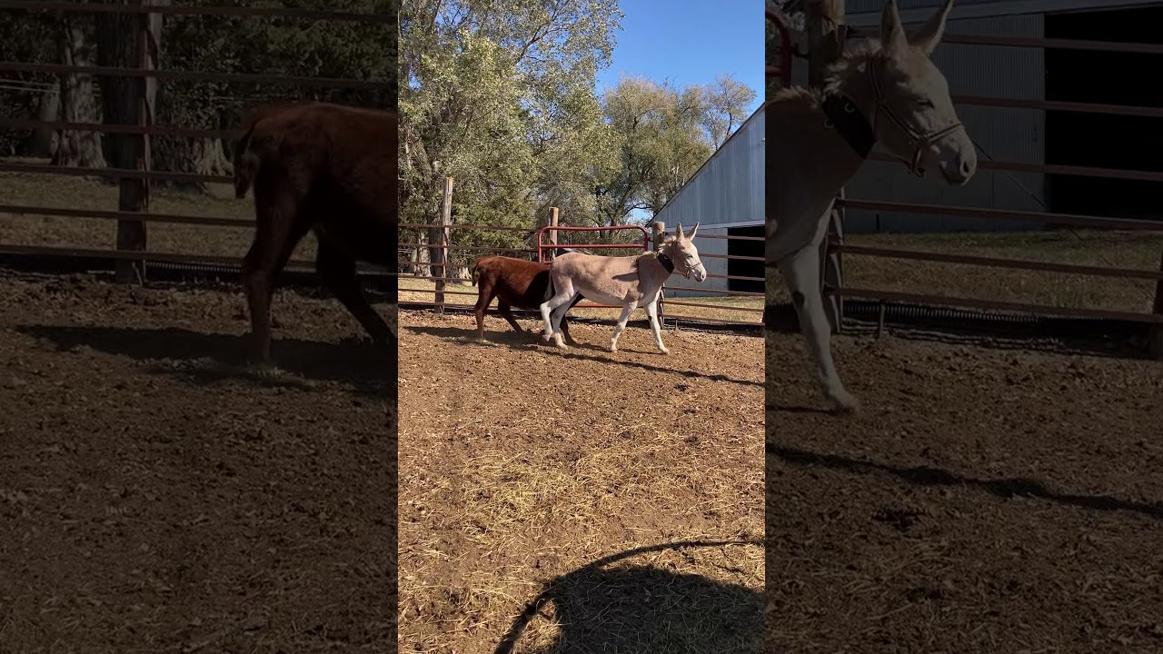 Reba Lot 2