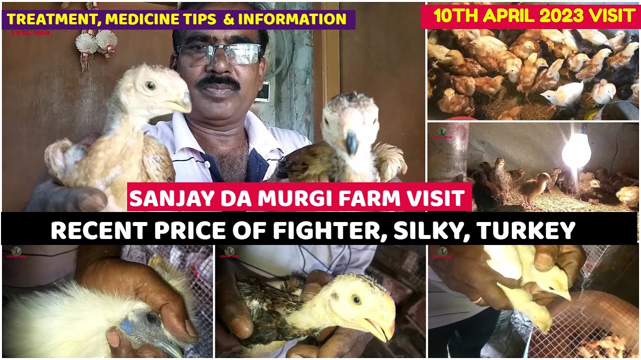 Aseel Murgi, Turkey, Silky Seller |মুরগির খামার ভিসিট |Murgi Farm Visit At Kolkata |10th April 2023