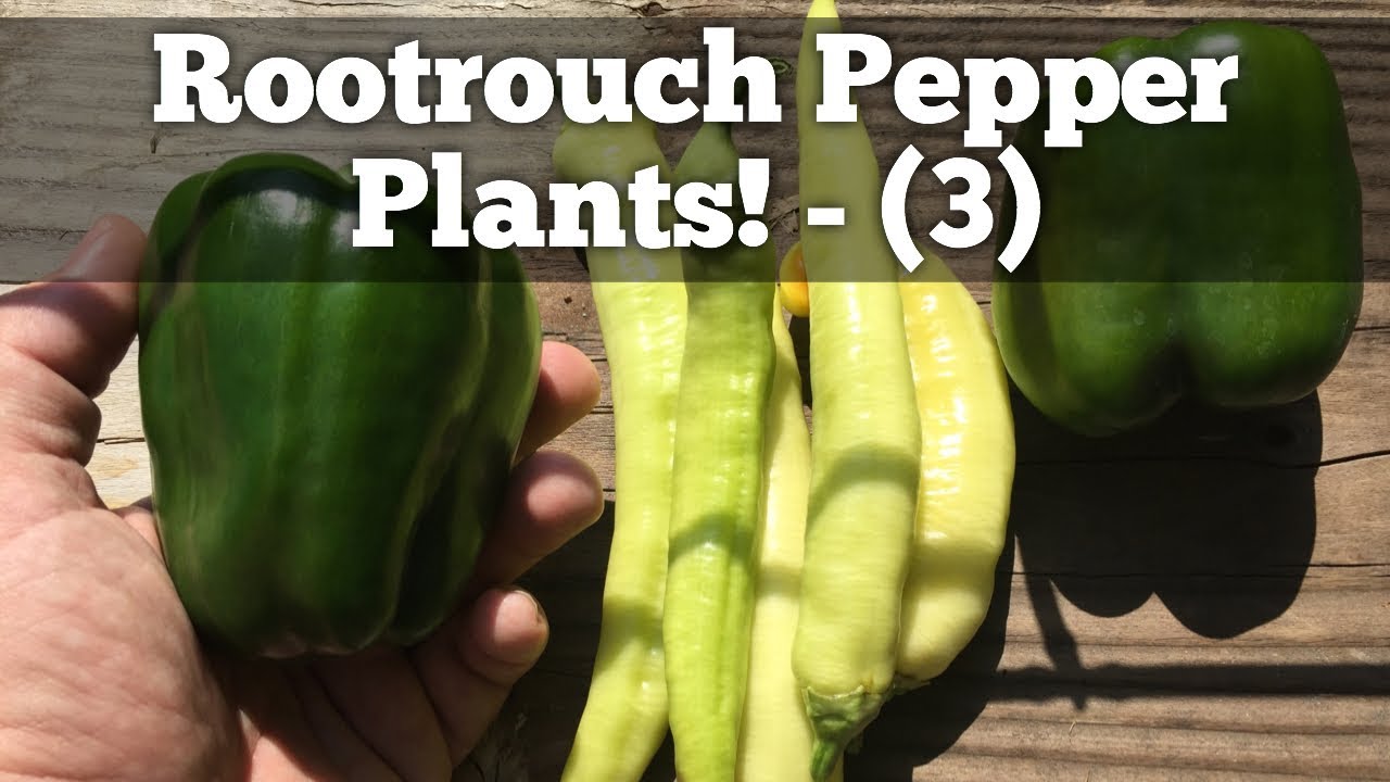 Growing Pepper Plants in a Rootpouch 3 - (Harvest)