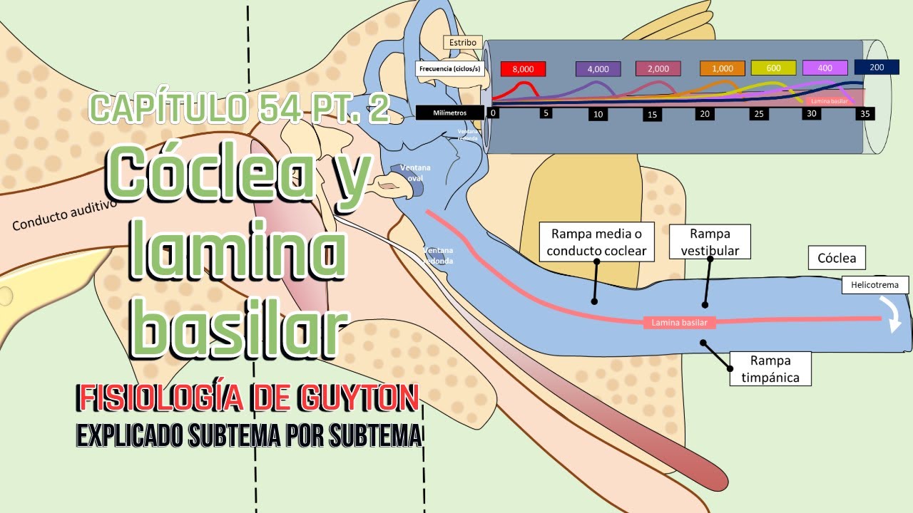 CAP 53 2/5: Cóclea y lamina basilar l Fisiología de Guyton