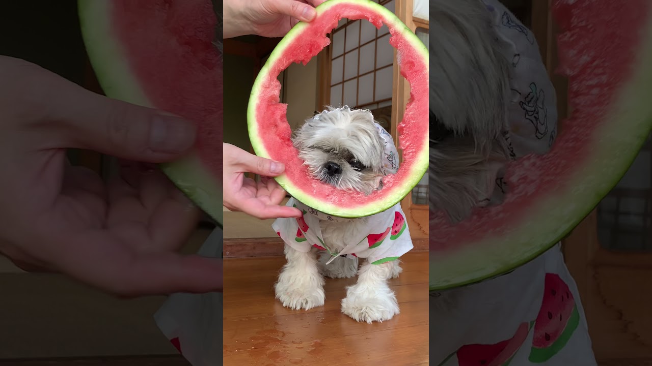 大好物のスイカを犬にあげたらすごい顔に&hellip; #Shorts