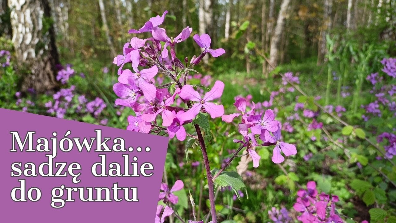MAJÓWKA ⭐🌟🌞SADZĘ DALIE DO GRUNTU🌺🌺🌺