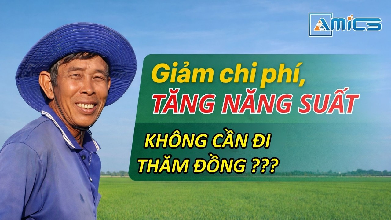 Bí quyết giảm chi phí, tăng năng suất lúa mà không cần thăm đồng mỗi ngày| AMICS