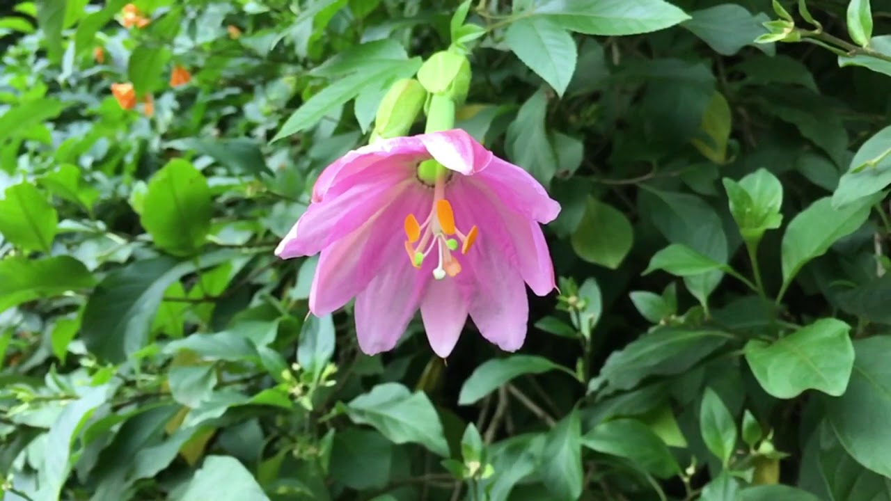 Passiflora fruit & flower, Passiflora Tripartita Mollissima - Banana Passion Fruit
