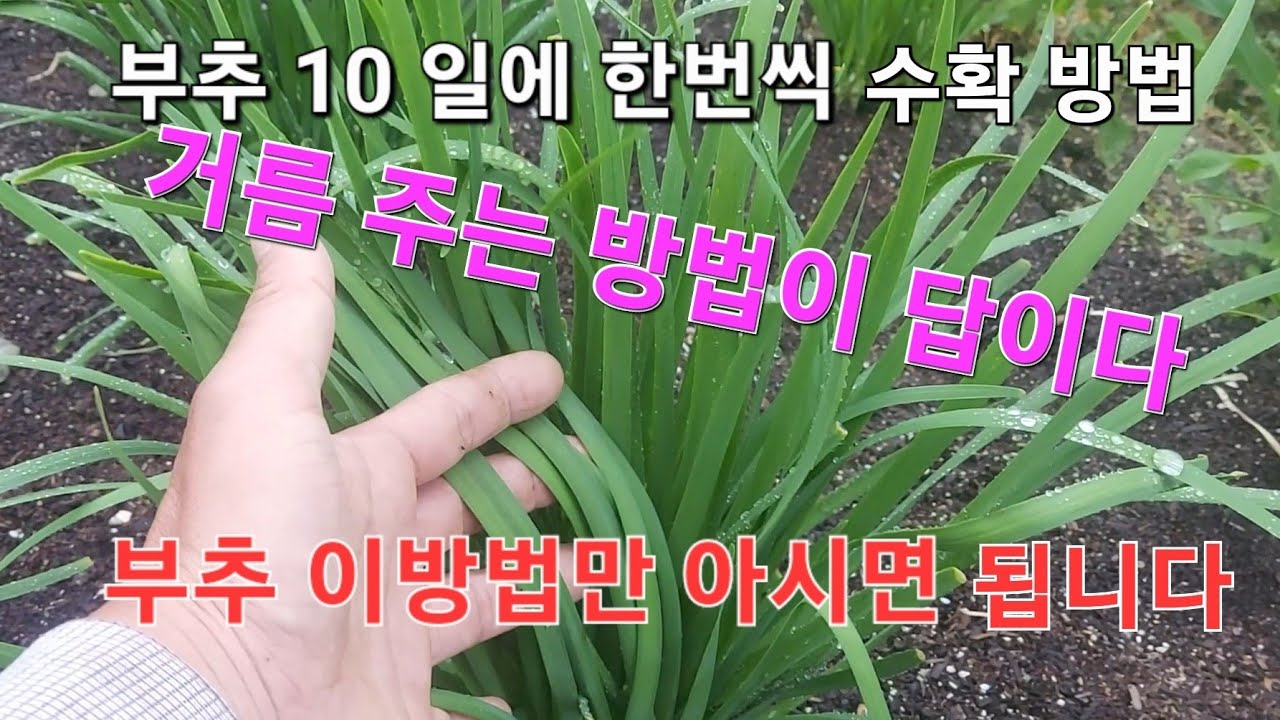 부추10일에한번씩수확하는방법#부추거름주는방법#부추잘키우기#How to harvest chives once every 10 days#How to fertilize leeks