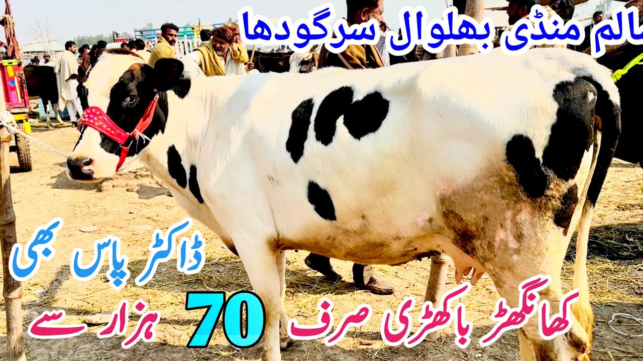 HF Khangar Cow fresh rate update in salam mandi | Bismillah best | 16 February 2024