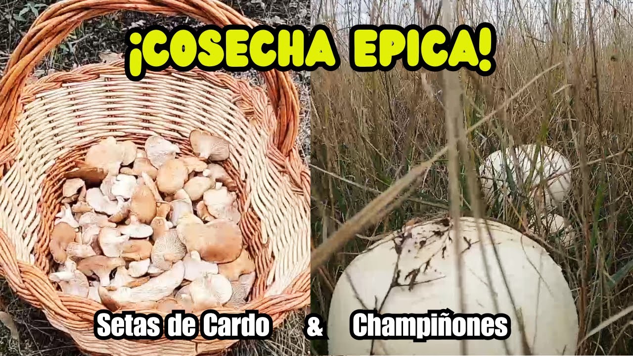 ¡Esto no durará mucho! Cosecha Épica de Setas de Cardo y Champiñones
