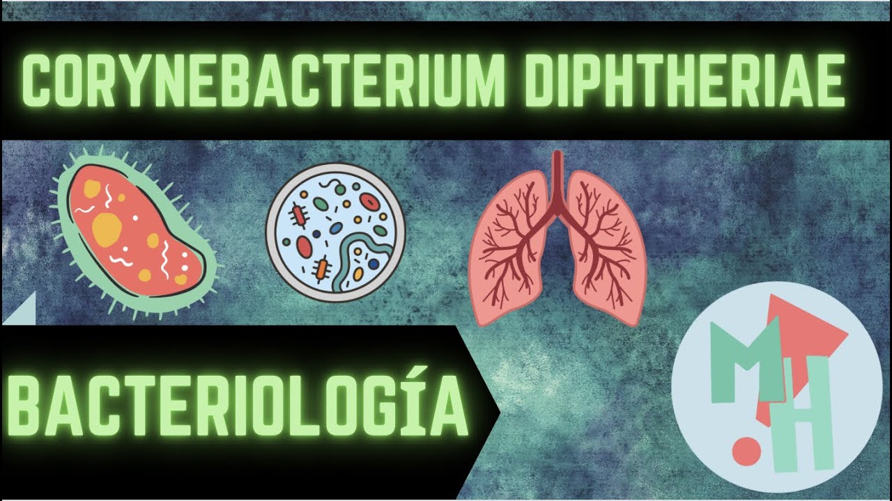 #difteria #bacteria Corynebacterium Diphtheriae, la bacteria de la placa pseudomembranosa blanca.