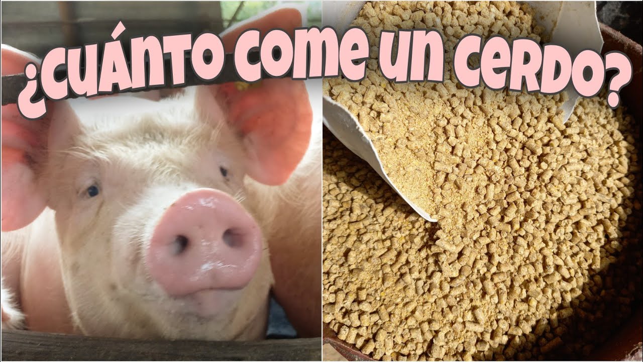 Manual de ALIMENTACION para CERDOS 🐷🌽