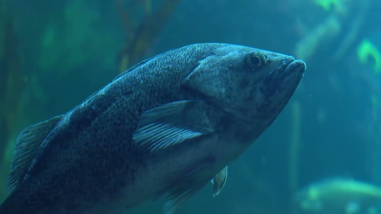 A Day At The Aquarium