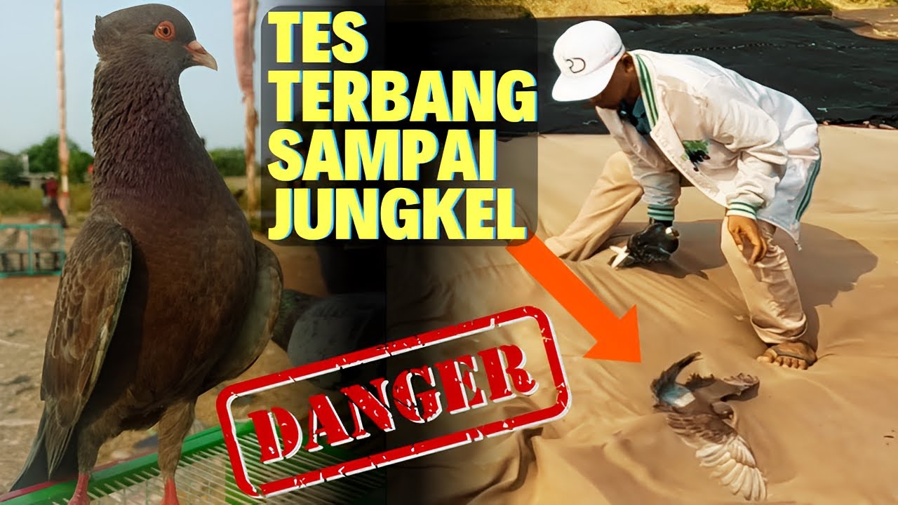 Mengerikan Kerjanya !! Tes Uji Terbang Langsung Merpati Beli dari Pasar si Jambul