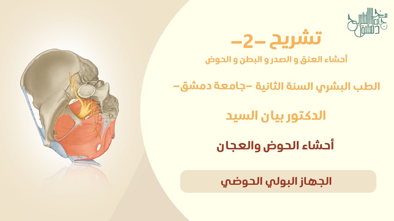 تشريح 2 | الجهاز البولي في الحوض | د. بيان السيد