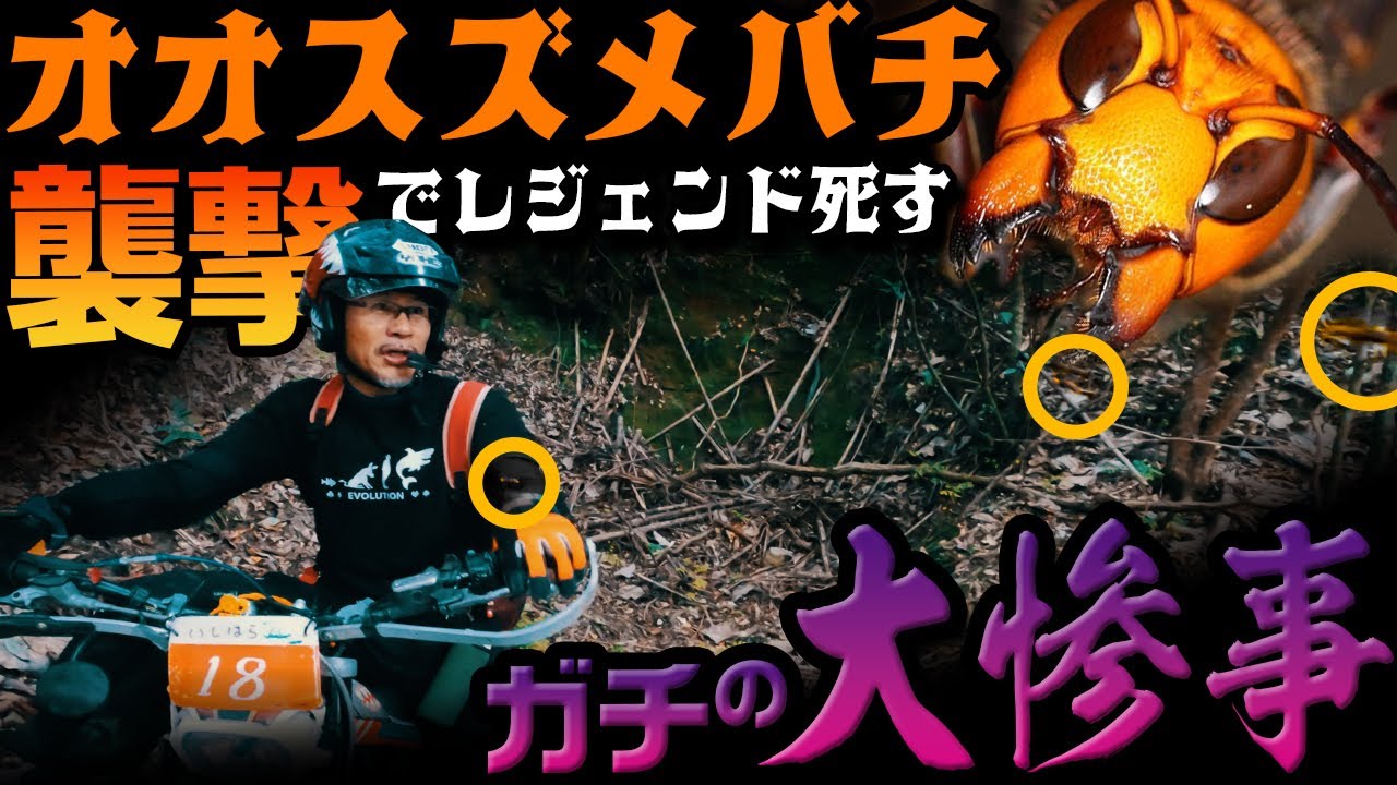 【大惨事】林道ツーリング中オオスズメバチの大群に襲われレジェンドライダーが重傷！手がドラえもんになる  #OGAチャンネル #年末年始スペシャル #サメおじさん追悼 #オフロード