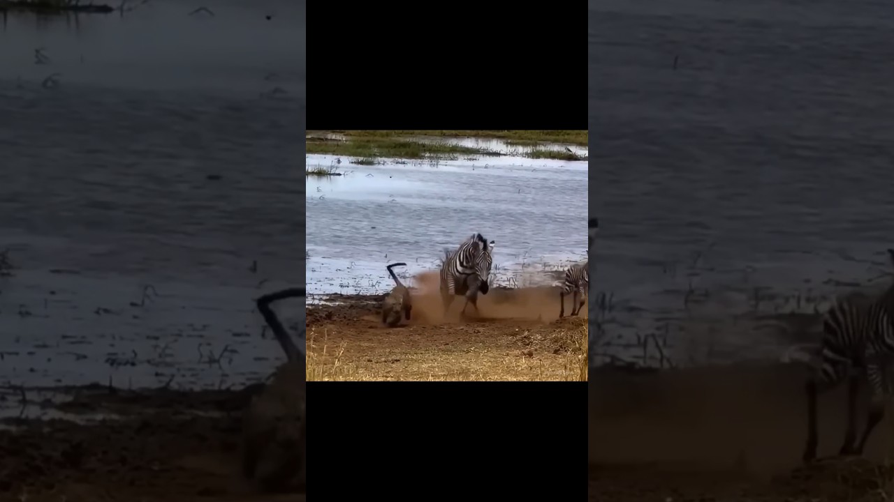 Mother Zebra Not Save From Leopard By info wild news