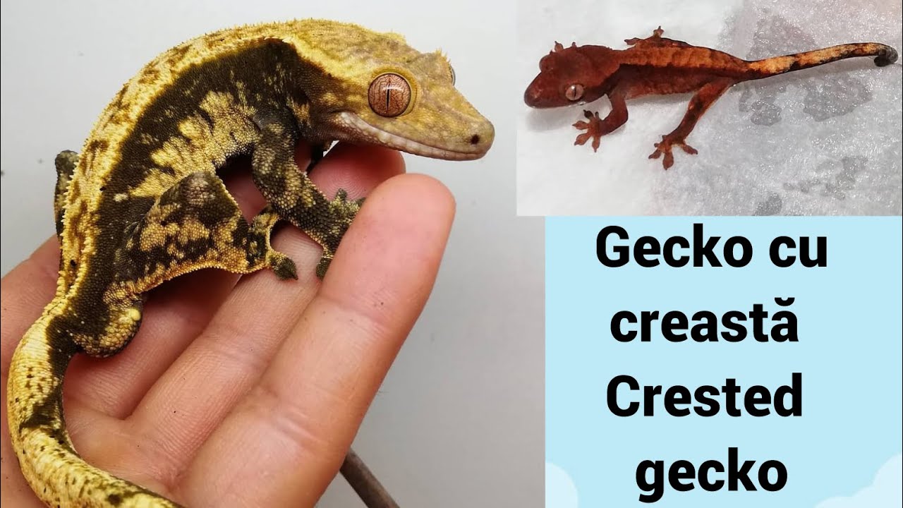#113 - Gecko cu creasta * Crested gecko * ingrijire, necesitati, hranire, varietati