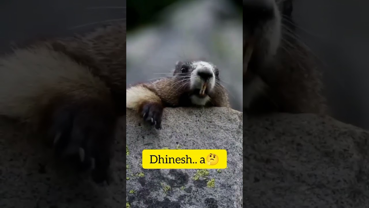 Dinesh Name Fanny Video | Fannt Short Video | DINESH..😂